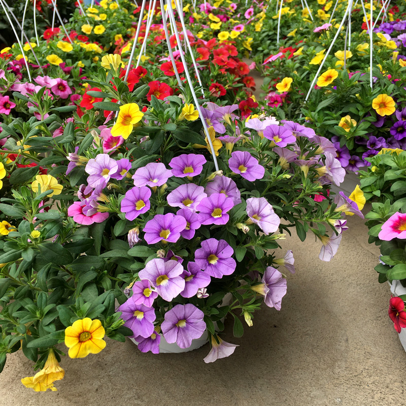 百万小玲盆栽舞春花带花苞矮牵牛花苗庭院四季花卉植物室外阳台-图1