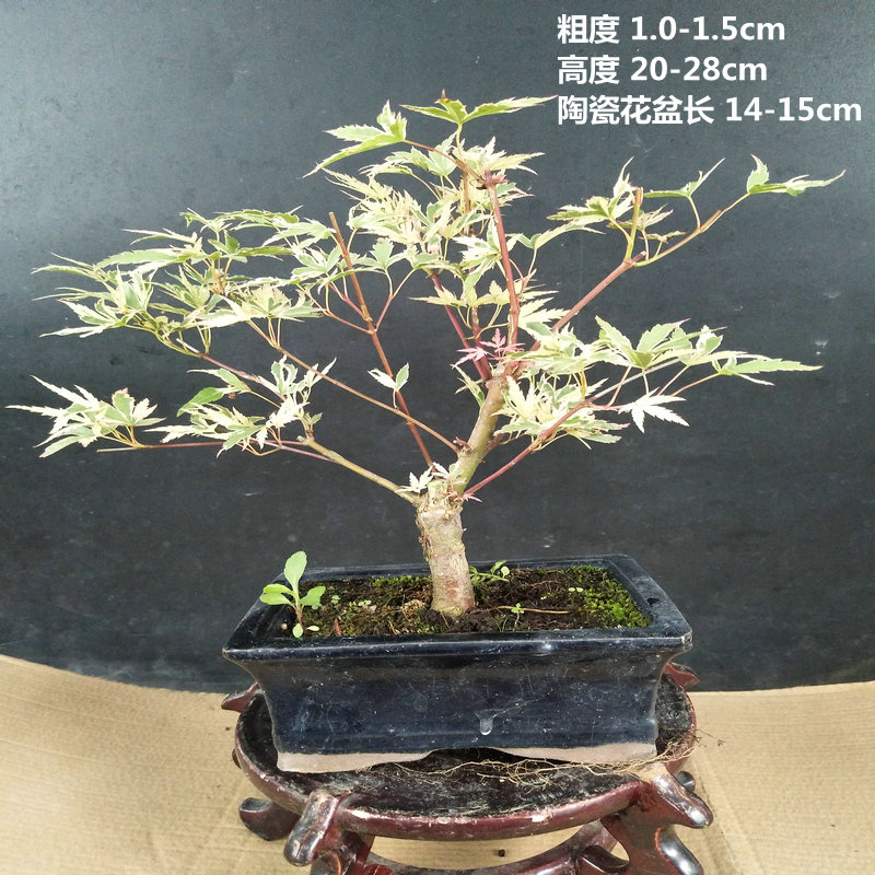 稀有品种日本红枫蝴蝶舞蝴蝶枫红枫盆景盆栽绿植室内外枫树