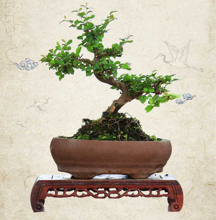 精品造型小叶雀梅盆景 矮霸老桩阳台办公桌微景盆栽绿植趣味植物