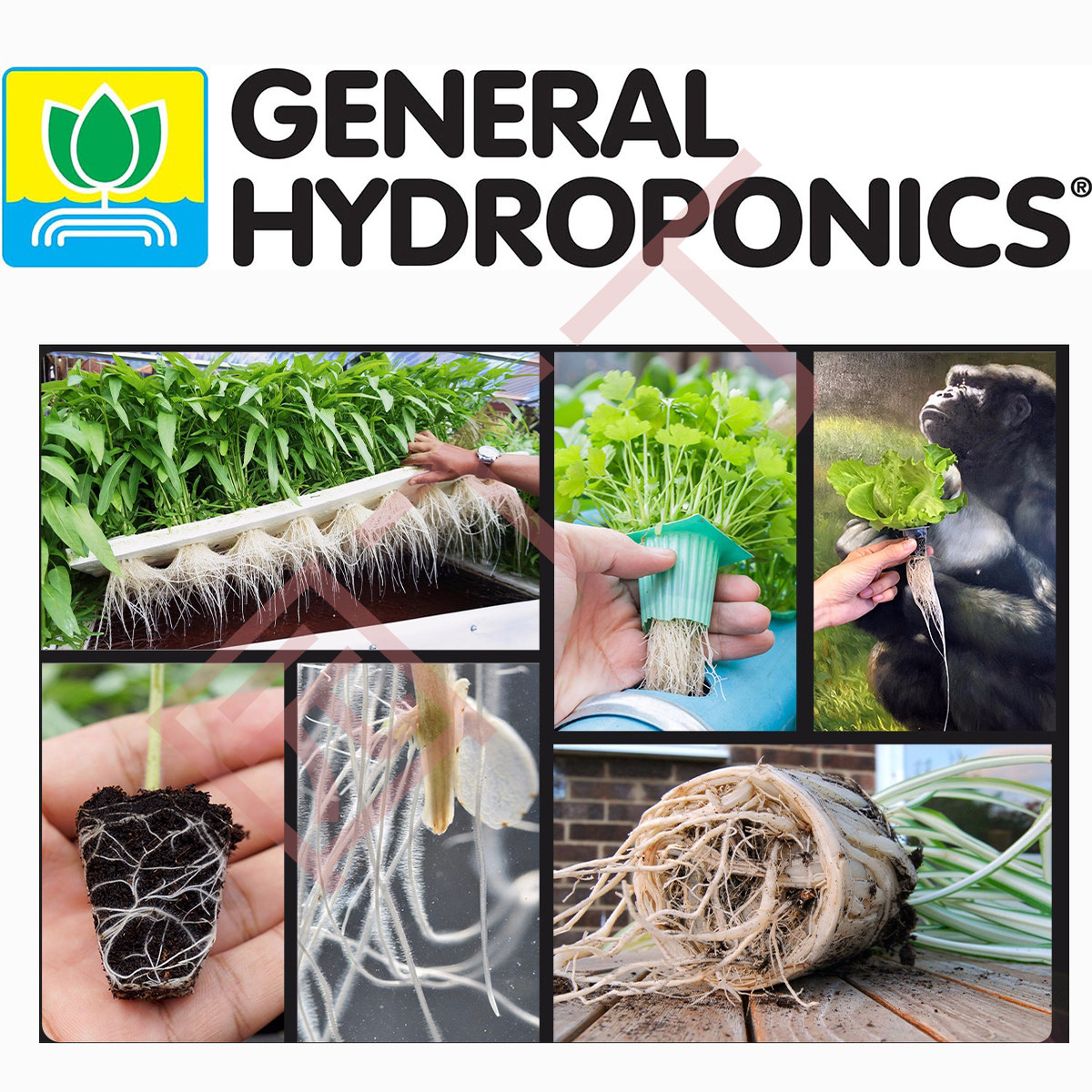 General Organics BioRoot植物扦插育苗生根剂热植花卉壮根促生根,淘宝优惠券,粉丝福利购,淘宝优惠卷