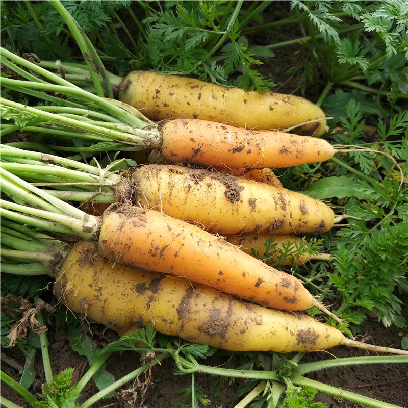 山西黄胡萝卜新鲜现挖农家自种黄心蔬菜萝卜即食生吃抓饭水果萝卜,淘宝优惠券,粉丝福利购,淘宝优惠卷
