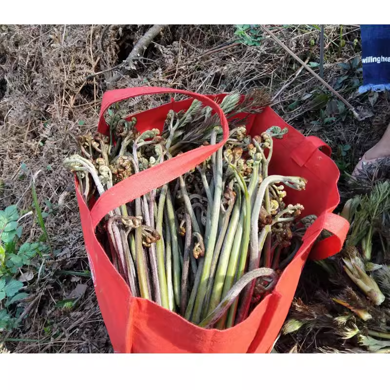 新鲜蕨菜 撅菜阙菜现摘现发湖南农家蔬菜野菜野生厥菜5斤包邮 - 图0