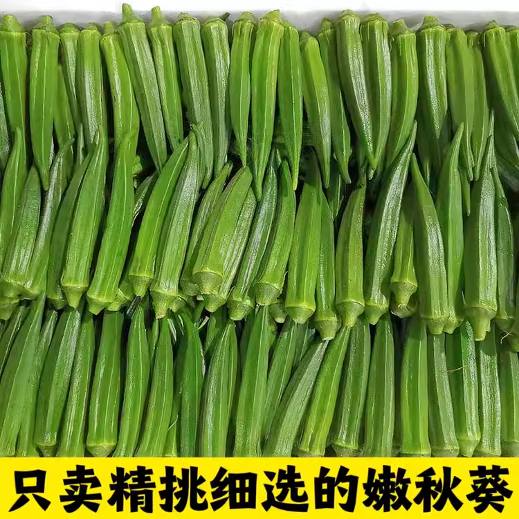 【现摘秋葵】新鲜秋葵蔬菜鲜嫩水果黄秋葵炒菜烧烤凉拌减脂蔬菜,淘宝优惠券,粉丝福利购,淘宝优惠卷