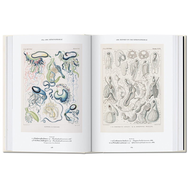 【现货】【Taschen40周年纪念版】Ernst Haeckel，恩斯特·海克尔 自然生物插画绘画 - 图2