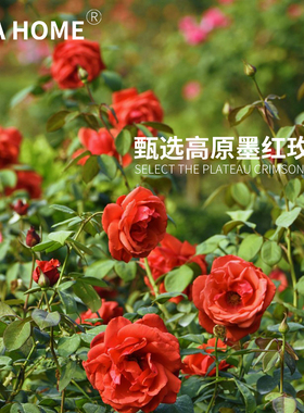 墨红玫瑰干花SPAHOME