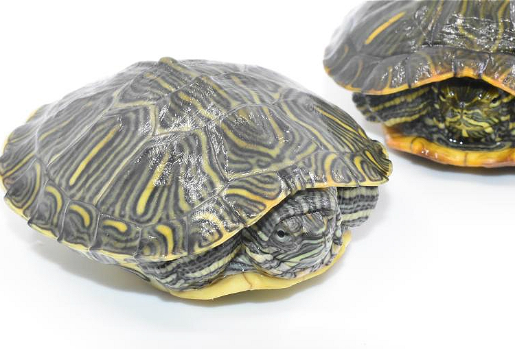 乌龟活物大巴西龟活体宠物龟长寿观赏龟绿色小彩龟水龟活物红耳龟 - 图1