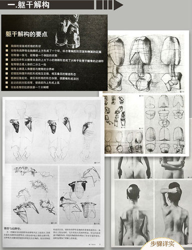 解构人体-艺术人体解剖+伯里曼人体结构绘画教学(白金版)中央美术学院素描入门零基础临摹教程教材艺用人体骨骼肌肉形态范本图书籍-图3