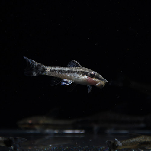 清道夫金苔鼠熊猫老鼠鱼热带观赏清洁除藻鱼黄金胡子大帆红眼女王 - 图0