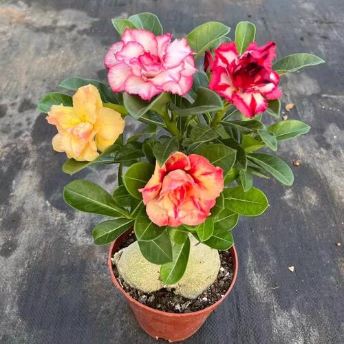沙漠玫瑰盆栽重瓣四季花老桩大苗庭院阳台耐旱植物易养活当年开花 - 图0