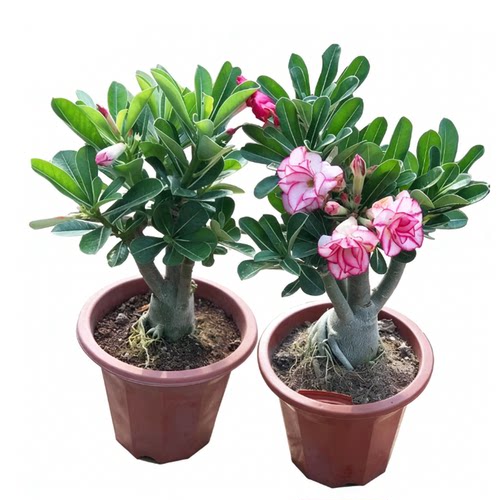 沙漠玫瑰盆栽重瓣四季花老桩大苗庭院阳台耐旱植物易养活当年开花 - 图3