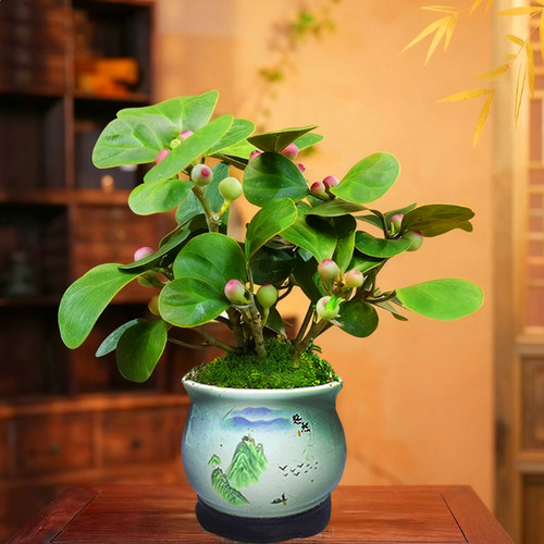小盼菩提室内绿植花卉菩提树中式禅意桌面摆件饰物好养绿植盆景 - 图1