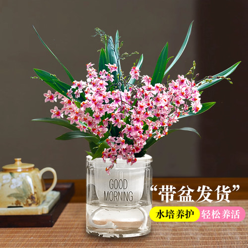 梦香文心兰夏带花盆栽香水兰花苗绿植阳台四季好养浓香型花卉盆栽 - 图0