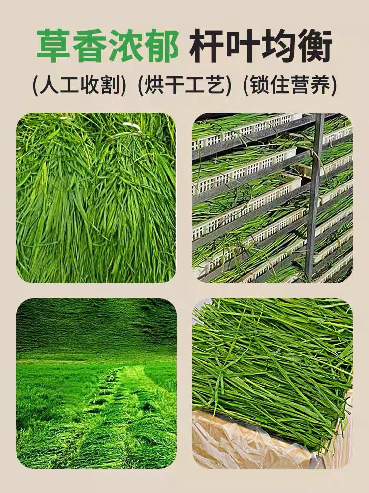 4送1御宅猫 5A头茬烘干精品提摩西干草500克 兔子龙猫荷兰猪牧草 - 图1