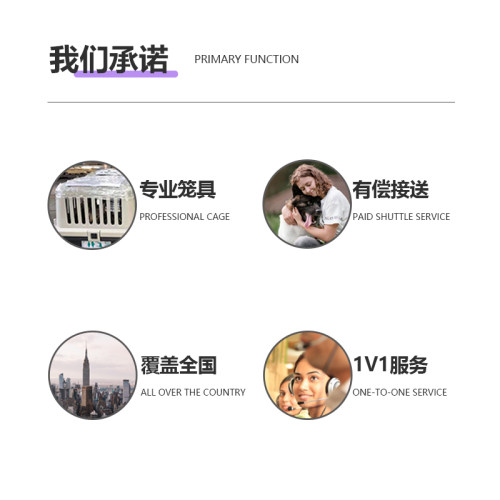 猫咪狗托运泰国菲律宾 猫狗托运马来西亚新加坡 猫狗回国宠物回国 - 图2
