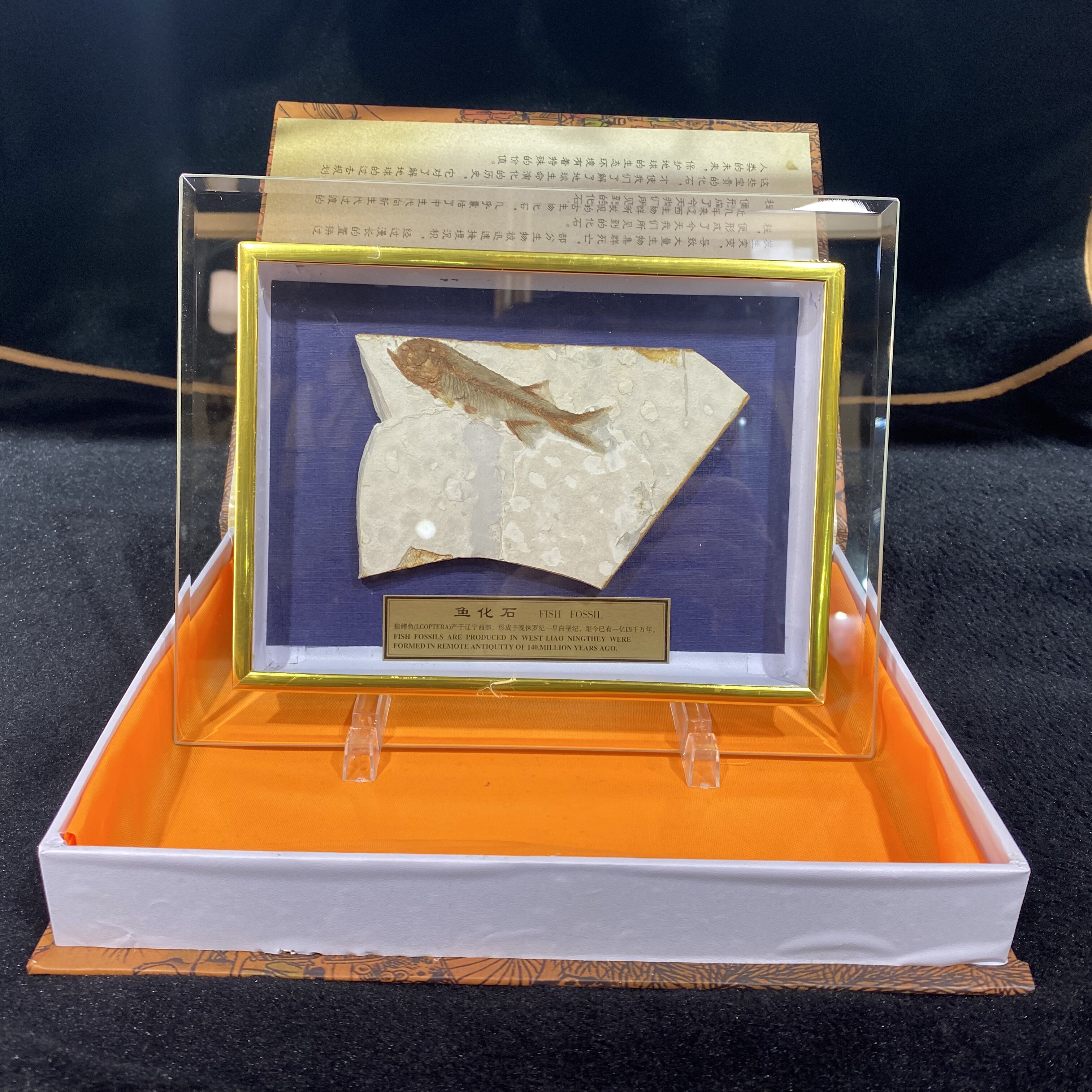 辽西古生物鱼化石 新人首单立减十元 22年9月 淘宝海外