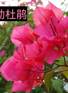 Dreamer定制 手工编织勒杜鹃花朵长流苏耳环 个性轻奢 一只