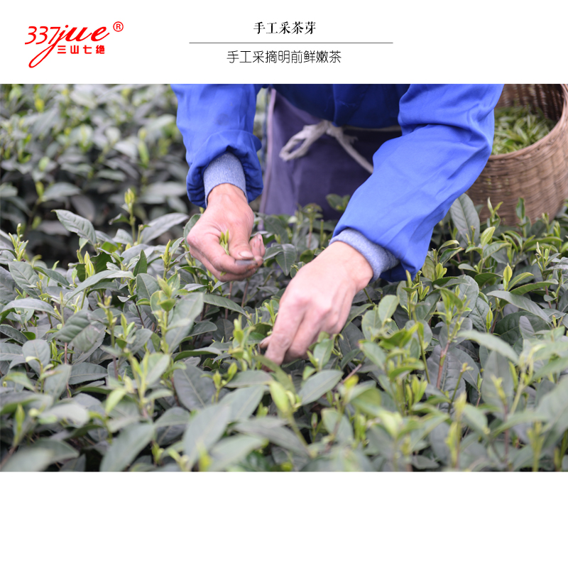 川韵五色三山七绝雀舌茶200自大巴山米仓山蒙顶山峨眉山川茶川货