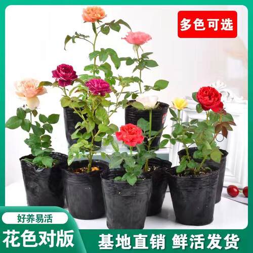 藤本月季花苗小苗特大花卉绿植物室内盆栽玫瑰蔷薇花爬藤多季开花 - 图0