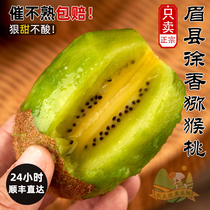 Brow County Xu Fragrant Kiwi Fruit Peach Fruit Fresh When Season Full Box Authentic Grand Monkey Peach Green Heart Chisomori Shunfeng