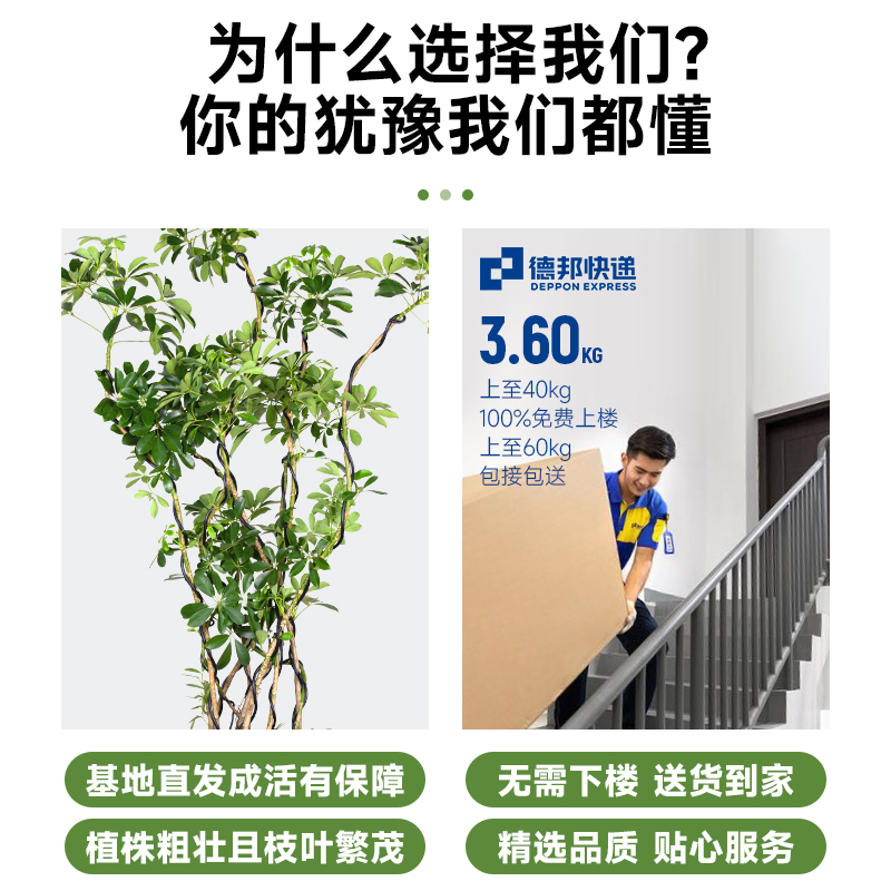 造型老桩鸭脚木客厅落地绿植室内大型盆栽鸭掌木四季常绿好养植物-图1