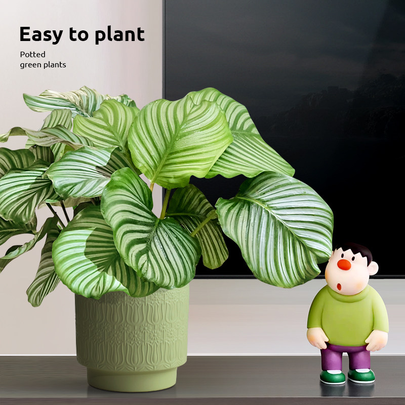 青苹果竹芋盆景北欧风绿植四季常青室内客厅卧室好养绿植盆栽喜阴,淘宝优惠券,粉丝福利购,淘宝优惠卷