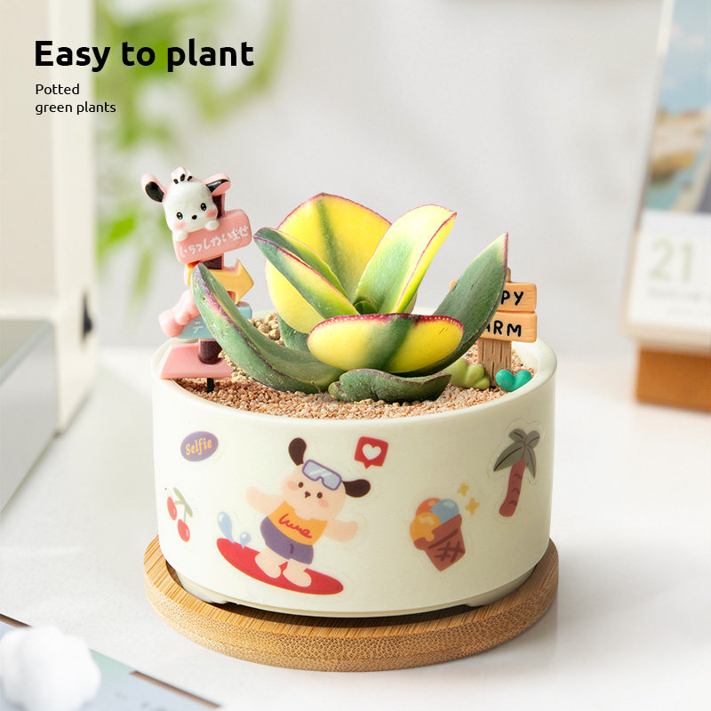 多肉植物室内小盆栽办公室桌面仙人掌绿植仙人球花卉盆景送礼物,淘宝优惠券,粉丝福利购,淘宝优惠卷