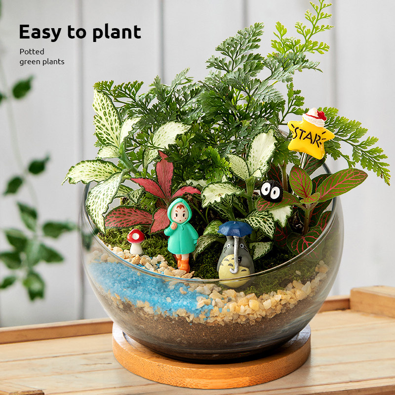 苔藓微景观盆景办公室绿植小盆栽工位客厅桌面植物生态瓶新年礼物,淘宝优惠券,粉丝福利购,淘宝优惠卷