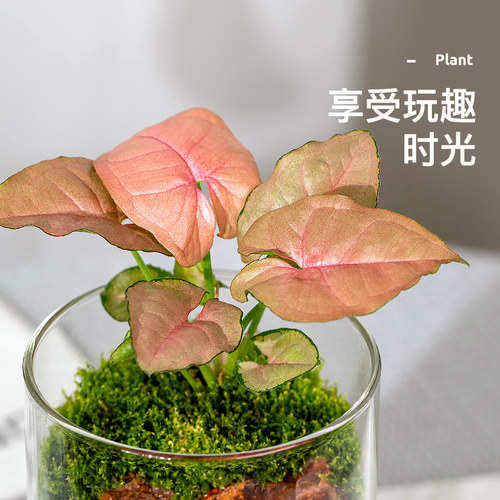 达摩九里香盆景办公室桌面微景观苔藓盆栽花卉穴盘苗水培四季好养 - 图1