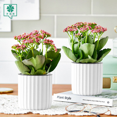 长寿花盆栽重瓣花观花植物室内绿植好养四季开花的花带花苞长寿花 虎窝淘