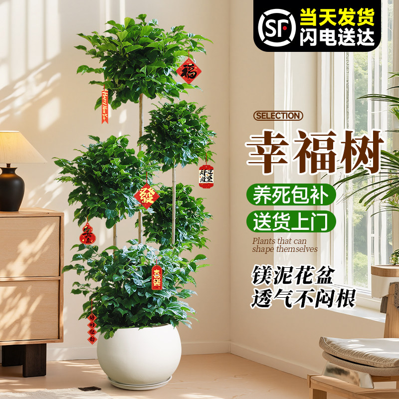 幸福树盆栽绿植室内大型植物客厅落地大号真树盆景花卉办公室乔迁,淘宝优惠券,粉丝福利购,淘宝优惠卷