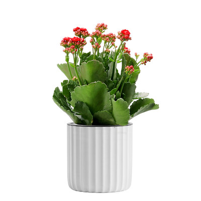 长寿花盆栽重瓣花观花植物室内绿植好养四季开花的花带花苞长寿花 虎窝淘