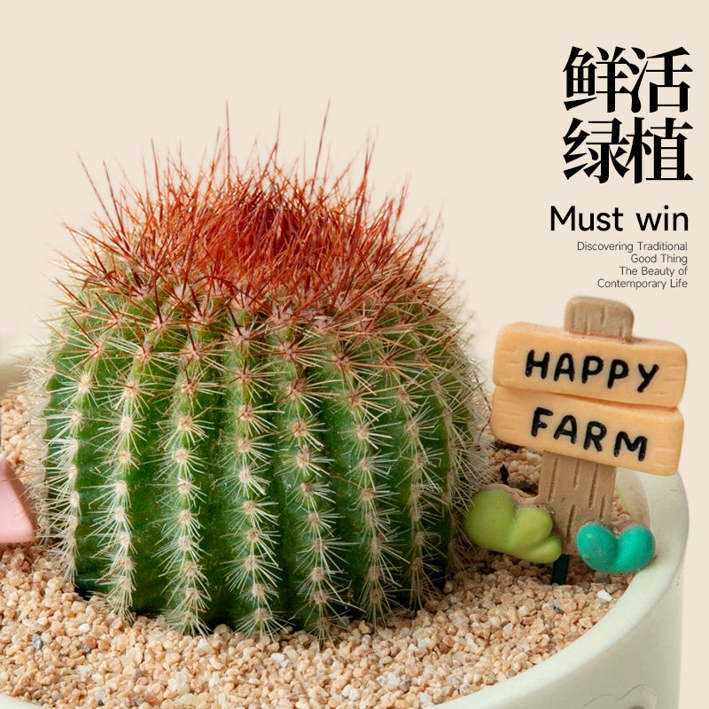 多肉植物室内小盆栽办公室桌面仙人掌绿植仙人球花卉盆景送礼物,淘宝优惠券,粉丝福利购,淘宝优惠卷