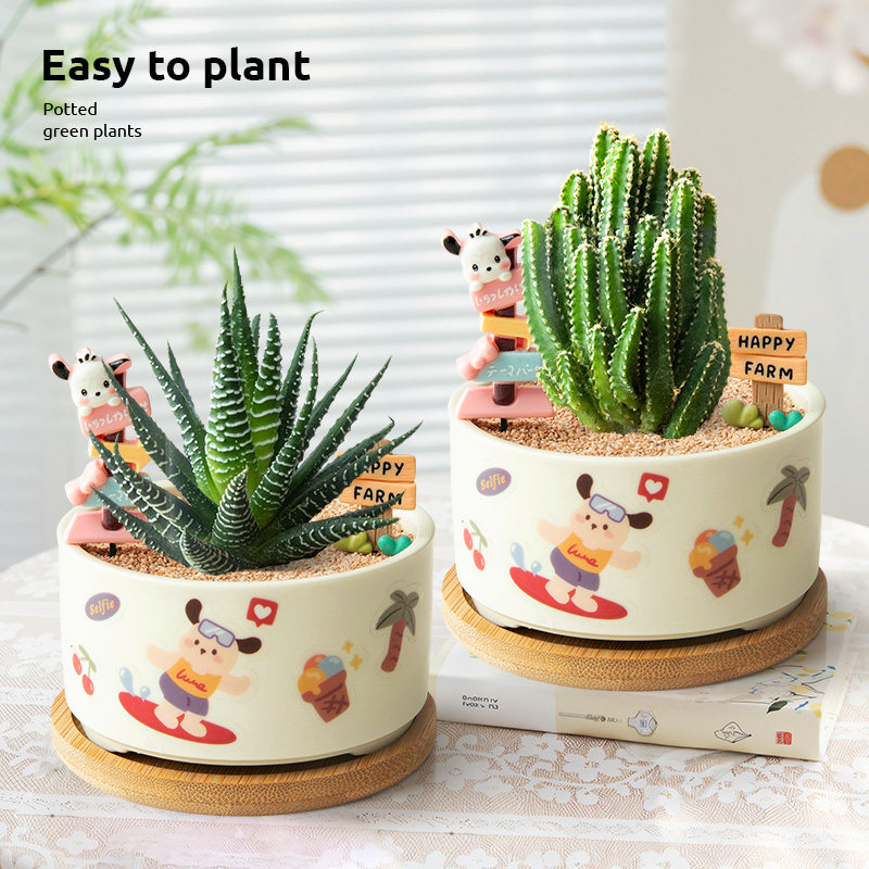 多肉植物室内小盆栽办公室桌面仙人掌绿植仙人球花卉盆景送礼物,淘宝优惠券,粉丝福利购,淘宝优惠卷