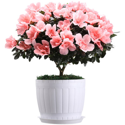 杜鹃花盆栽花卉植物室内花带苞大颗老桩四季开花鲜花好养易活绿植 虎窝淘