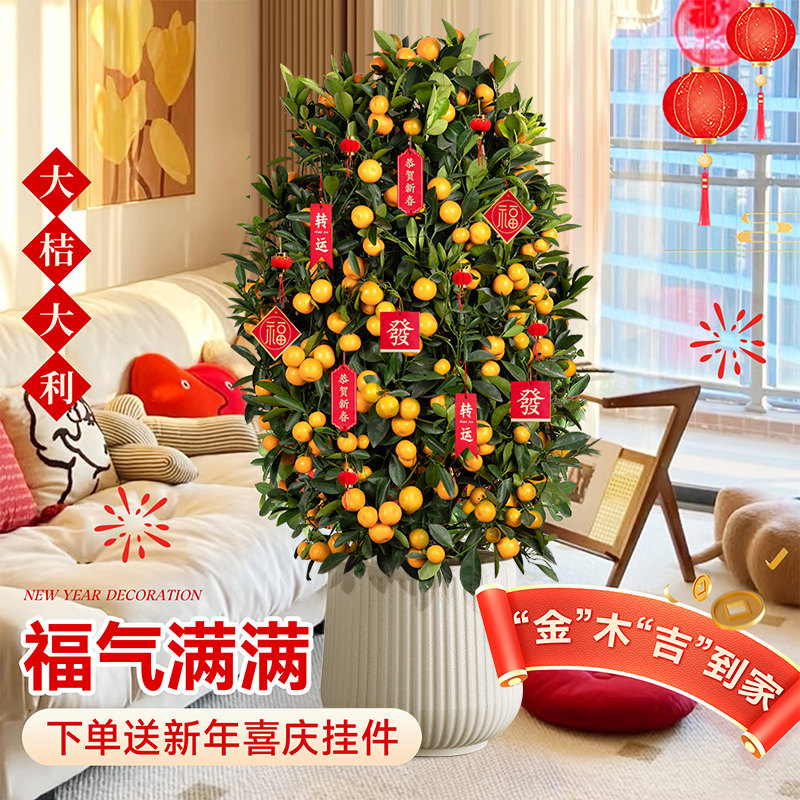 金桔树盆栽带果客厅年桔可食用橘子树苗室内旺宅年宵花卉大型绿植,淘宝优惠券,粉丝福利购,淘宝优惠卷