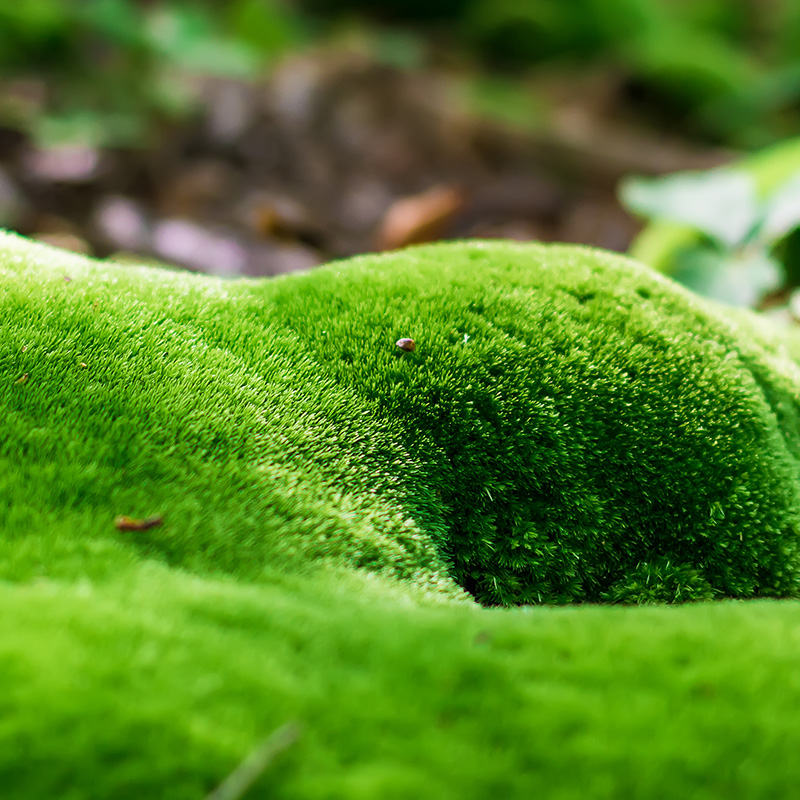 生态瓶青苔苔藓微景观绿植物盆栽鲜活包邮创意diy小盆景桌面摆件-图1