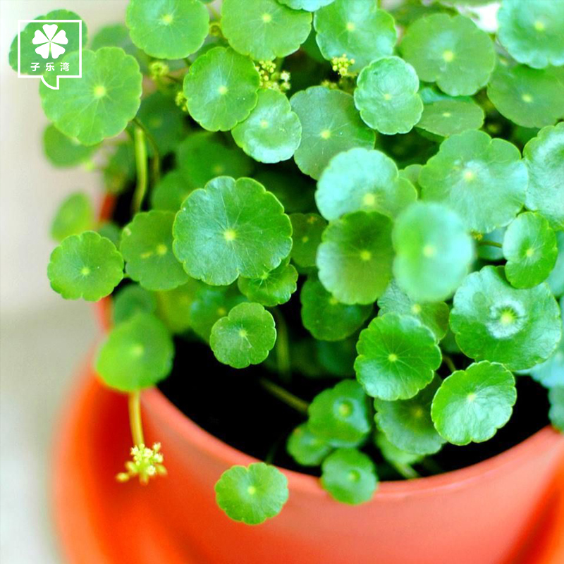 铜钱草水培植物室内招财水养 亭亭翠铜钱满盆福财运 子乐湾旗舰店 淘优券 铜钱草水培植物室内招财水养 亭亭翠铜钱满盆福财运 子乐湾旗舰店 淘优券