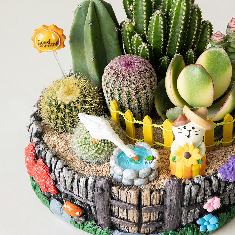 多肉植物室内盆栽办公室桌面小仙人掌仙人球花卉钱串绿植摆件礼物,淘宝优惠券,粉丝福利购,淘宝优惠卷