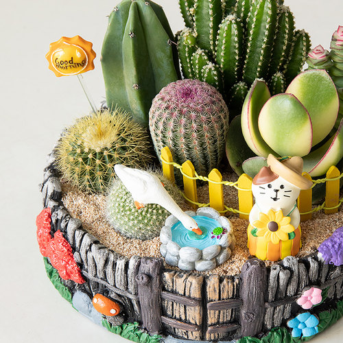 多肉植物室内盆栽办公室桌面小仙人掌仙人球花卉钱串绿植摆件礼物 - 图2