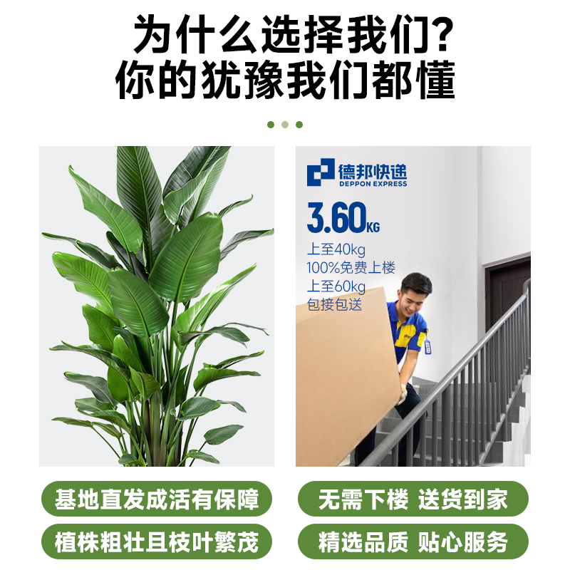 天堂鸟盆栽客厅室内好养大型花卉绿植办公室轻奢绿色大植物鹤望兰 - 图1