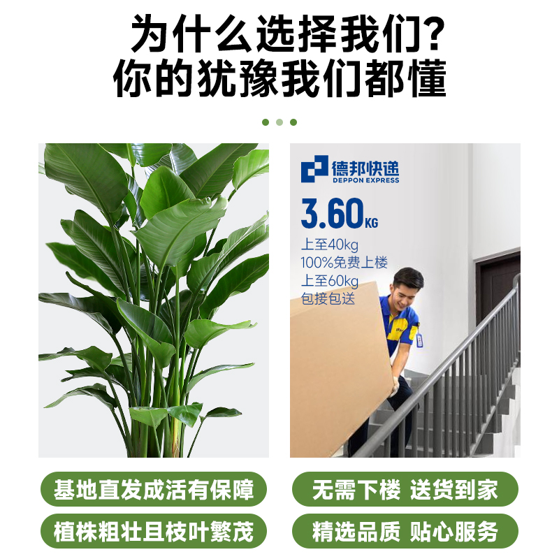 天堂鸟盆栽客厅办公室内大型绿植四季花卉大叶植物新房家用吸甲醛