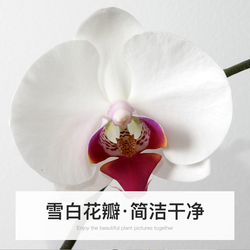 白色蝴蝶兰年宵花苗带花苞带花盆栽兰花客厅室内植物四季开花真花 - 图2