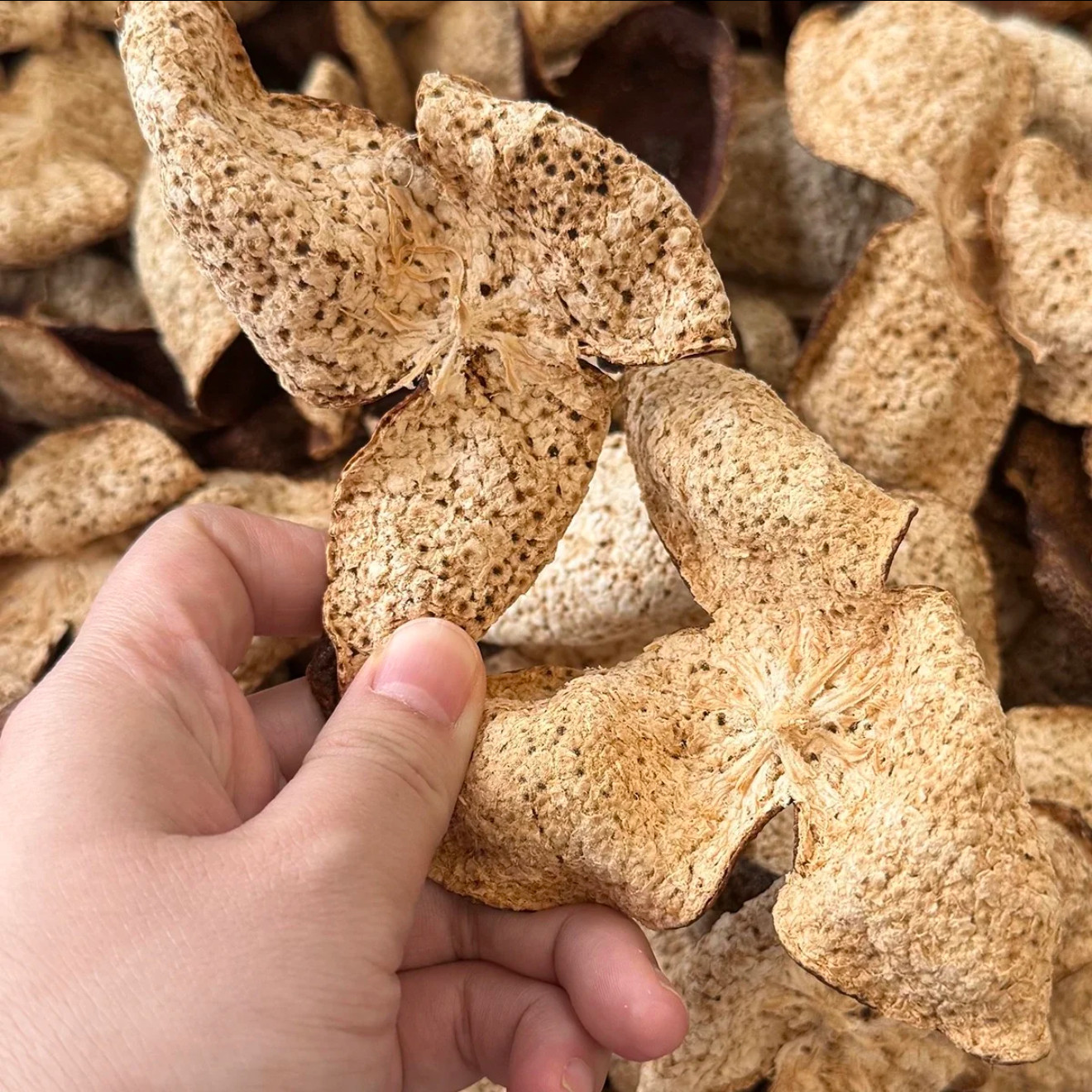 正宗圈枝2024西甲大红皮广东新会特产茶柑皮（断片）,淘宝优惠券,粉丝福利购,淘宝优惠卷