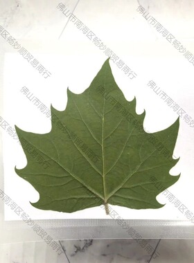 抖音视频直播平安叶干树叶植物干燥处理激光雕刻照片图案叶雕材料