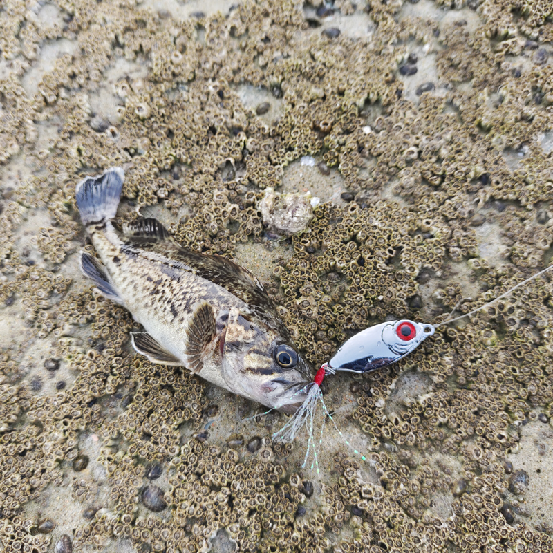 单钩短小铁板电镀锌合金路亚饵飘落蓝小刀淡河水海水通用翘嘴鳜鱼 - 图2