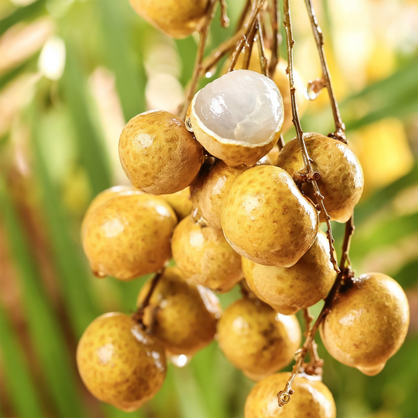 新鲜泰国龙眼新鲜带枝当季时令现摘水果清甜多汁精选鲜桂圆水果,淘宝优惠券,粉丝福利购,淘宝优惠卷