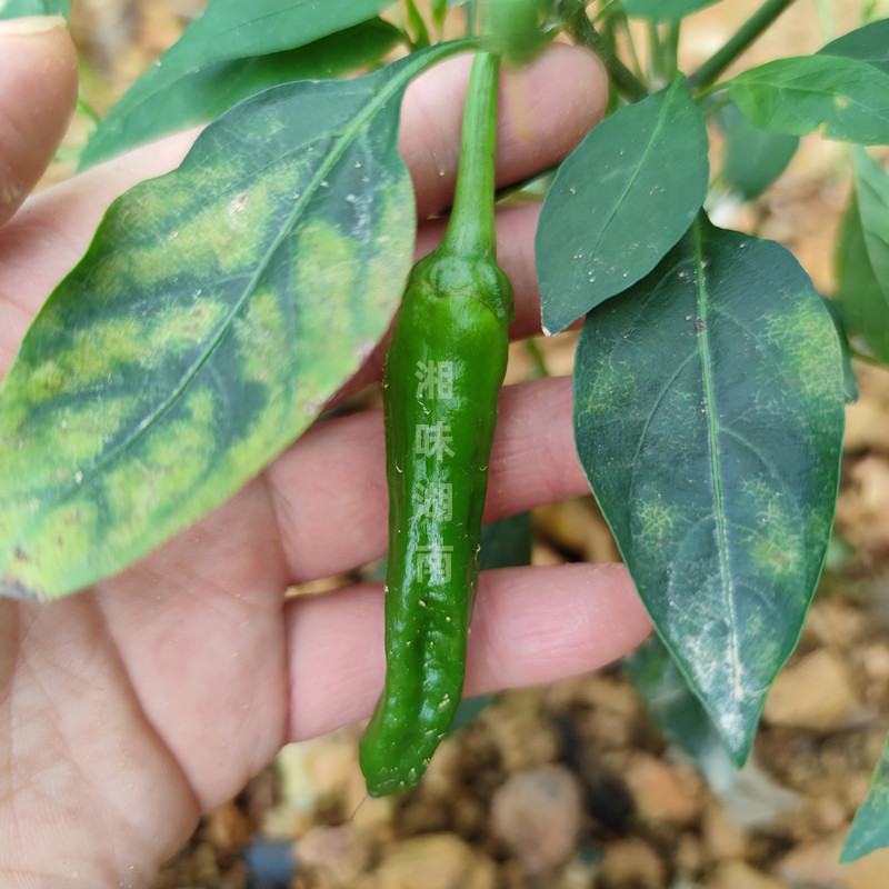 湖南特产新鲜辣椒鲜嫩樟树小辣椒微辣薄皮嫩辣椒软皮辣椒油淋辣椒 - 图1