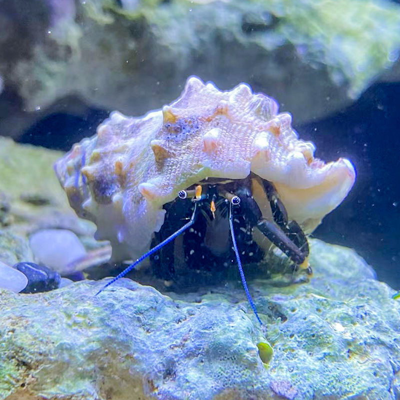 寄生海蟹海缸观赏海水寄居蟹海缸除藻生物海水寄居蟹珊瑚宠物-图0