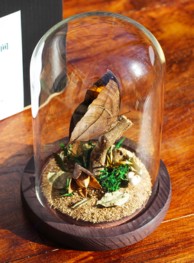 枯叶蝶标本玻璃罩微景观摆件
