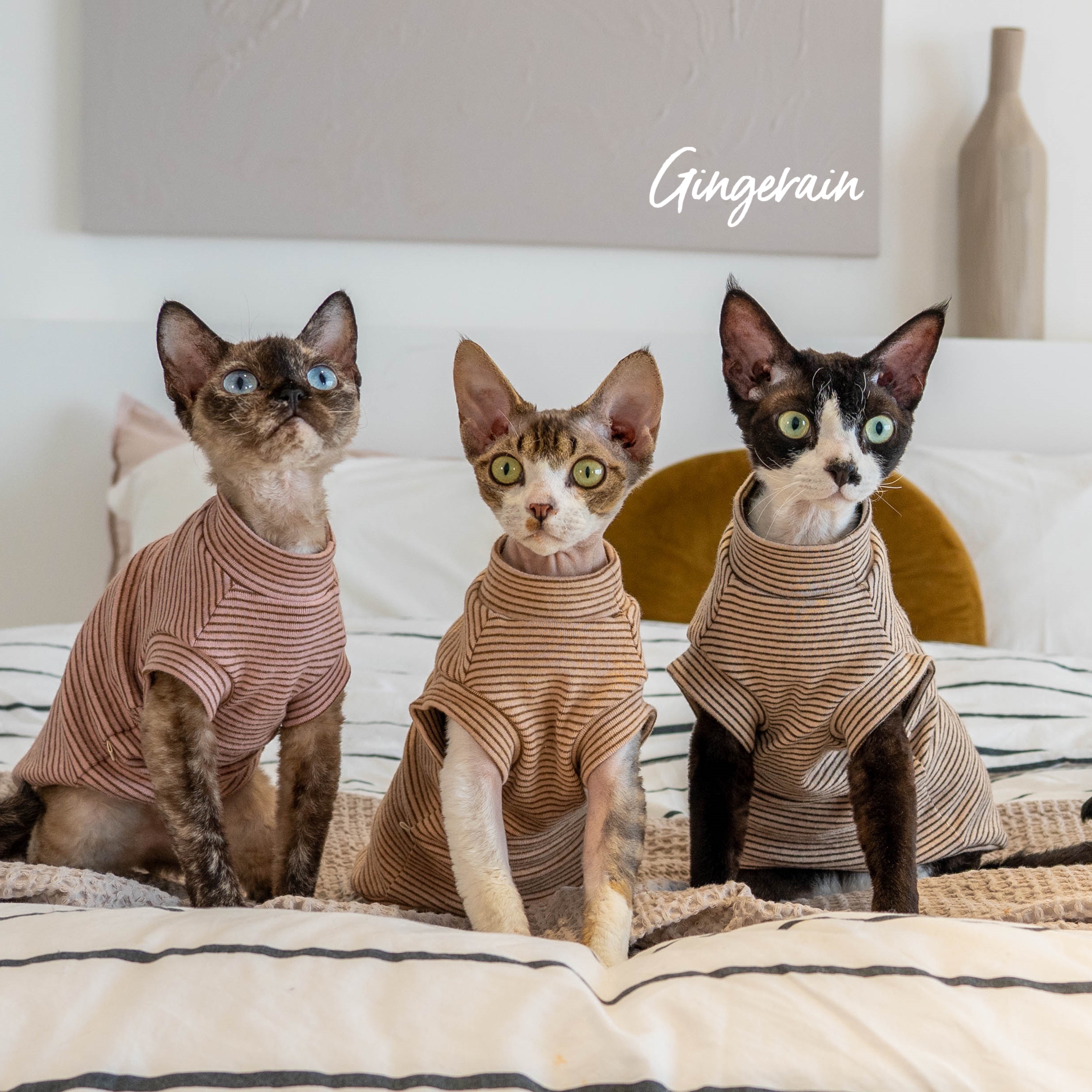 GINGERAIN 德文猫衣服无毛猫背心纯棉磨毛保暖基础款条纹背心 - 图2